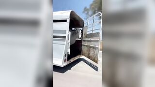 Cows Dare To Escape On The Highway