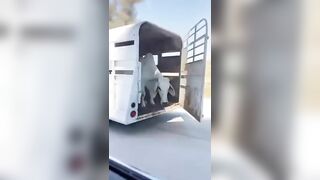 Cows Dare To Escape On The Highway