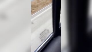 Cows Dare To Escape On The Highway