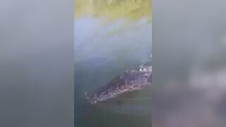 Crocodile Wants To Greet A Couple On A Boat