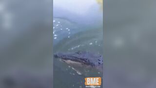 Crocodile Wants To Greet A Couple On A Boat