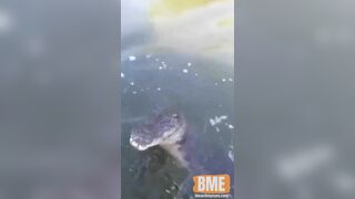 Crocodile Wants To Greet A Couple On A Boat