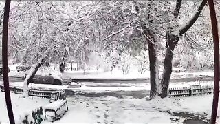 Dangers Of Heavy Or Wet Snow To Trees