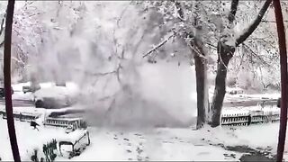 Dangers Of Heavy Or Wet Snow To Trees