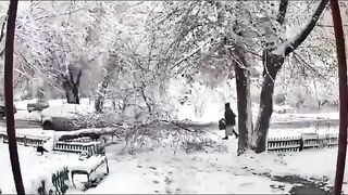 Dangers Of Heavy Or Wet Snow To Trees