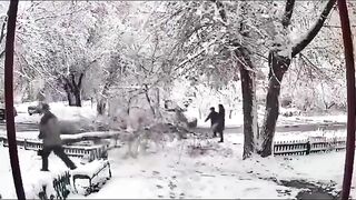 Dangers Of Heavy Or Wet Snow To Trees