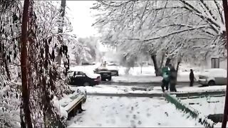 Dangers Of Heavy Or Wet Snow To Trees