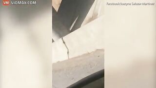 Dozens Of Cattle Scattered On Highway After Truck Accident