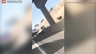 Dozens Of Cattle Scattered On Highway After Truck Accident
