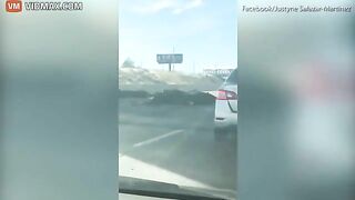 Dozens Of Cattle Scattered On Highway After Truck Accident