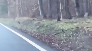 Driver Prevents Wolf Attack