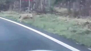 Driver Prevents Wolf Attack