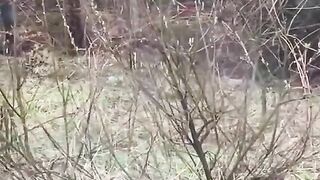 Driver Prevents Wolf Attack