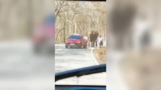Man Chased By Elephant