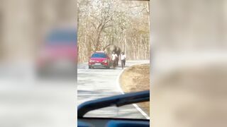 Man Chased By Elephant