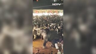 Elephants Go On Rampage During Indian Festival