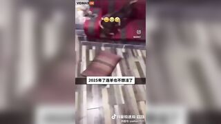 Have You Ever Seen A Goat So Eager To Cook Its Own Food?