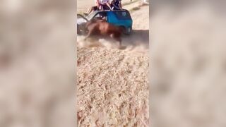 Have You Ever Seen A Bull Do A Forward Somersault?