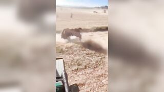 Have You Ever Seen A Bull Do A Forward Somersault?