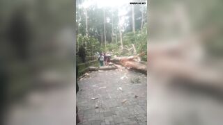 Fallen Tree Kills Two Tourists