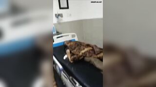 Fallen Tree Kills Two Tourists