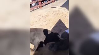 The Fat Man Fell Into The Bullring And Still Regrets It