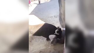 The Fat Man Fell Into The Bullring And Still Regrets It