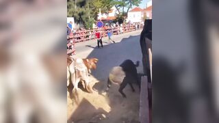 The Fat Man Fell Into The Bullring And Still Regrets It