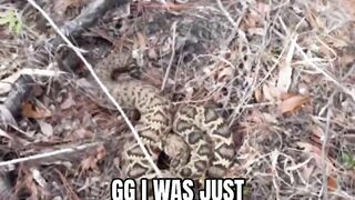 Florida Man Bitten By Diamondback Rattlesnake