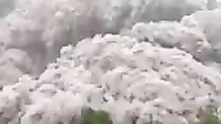 Indonesia's Semeru Volcano Erupts, Spewing Ash