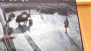 Innocent Girl Gets Too Close To A Huge Bull