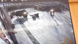 Innocent Girl Gets Too Close To A Huge Bull