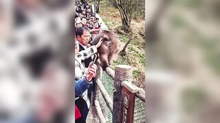 Monkey Tries To Bite Wrong Person's Face Off