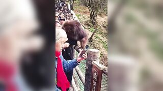 Monkey Tries To Bite Wrong Person's Face Off