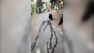 Idiot Teasing A Bear