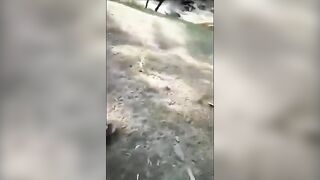 Idiot Teasing A Bear