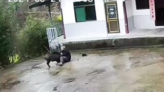 The Old Man Was Attacked By A Wild Boar But He Fought Back Bravely