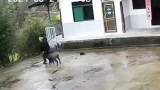 The Old Man Was Attacked By A Wild Boar But He Fought Back Bravely