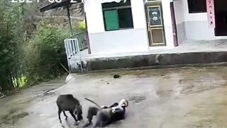 The Old Man Was Attacked By A Wild Boar But He Fought Back Bravely