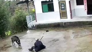 The Old Man Was Attacked By A Wild Boar But He Fought Back Bravely