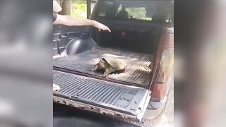 Pet A Wild Snapping Turtle Like A Cute Dog