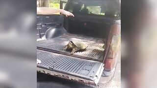 Pet A Wild Snapping Turtle Like A Cute Dog