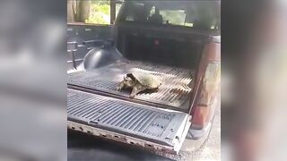 Pet A Wild Snapping Turtle Like A Cute Dog