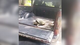 Pet A Wild Snapping Turtle Like A Cute Dog