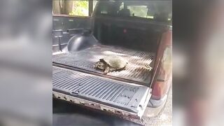 Pet A Wild Snapping Turtle Like A Cute Dog