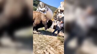 Petting And Getting Close To Bison