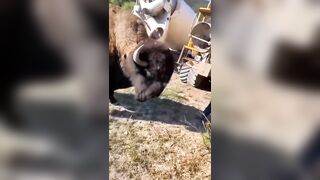 Petting And Getting Close To Bison