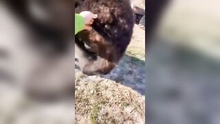 Petting And Getting Close To Bison