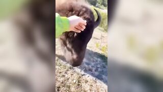 Petting And Getting Close To Bison