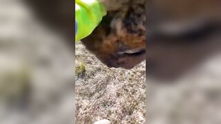 Petting And Getting Close To Bison